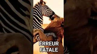 Le lion a mal calcul&eacute; #lanaturenoussurprends #zebre#lion #animaux #sauvage #nature #shorts