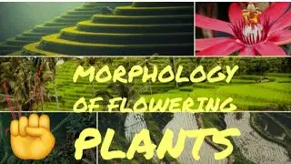 Morphology of flowering plants🌱ncert reading | one day = one page | Asteracea family |