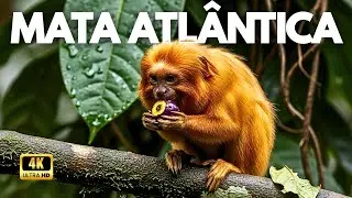 MATA ATL&Acirc;NTICA | A Assinatura de Deus na Natureza - Document&aacute;rio
