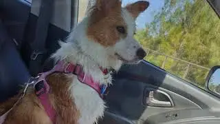 Dog Training Using Recallers Games Turns Hubbies Into Dog Trainers