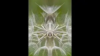 Smart Photo Editor - Goatsbeard Seedhead Mirrored