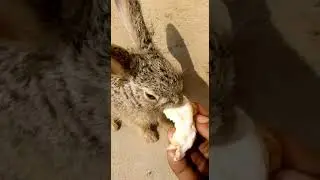 jhangli khargosh ka bacha pakrha hai