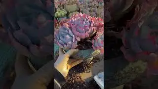 Repot Your Succulents for HUGE Growth! (The Right Soil Mix)