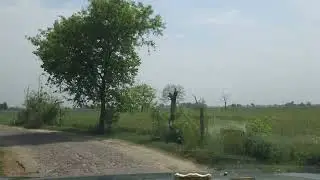 Birding in noon