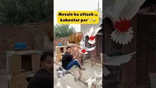 Nevale ka attack🦝 kabootar par 🕊️😭 #minivlog #kabootarloft05 #pigeon #petsvlog #shortsfeed