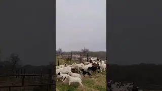 What's The Solution #counterculture #regen #farmlife #ranchinews #sheep #livestock #easttexas #texas