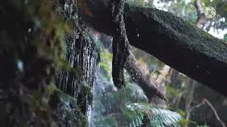 Musik Relaksasi Otak.❗❗❗Suara Gemuruh Air dan burung hutan tropis.