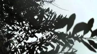 Rain (Mystified With Daniel Barbiero)