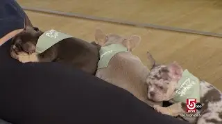 Relax Mode: Puppy yoga and a spa for your scalp