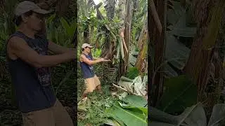 Satisfying harvest banana.. #satisfying #farmlife #nature #fruit #harvest #banana #farming #shorts