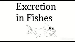 #Excretion in Fishes # Hag fish # Cartilaginous fish# bony fish # Fresh water fish