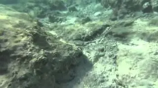 Red Sea coral reef, Egypt 42
