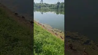 Выходные с утками