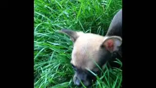 Puppy TurboRoo Learning To Walk With Only 2 Legs