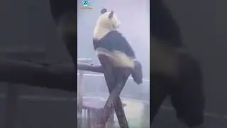 Panda Laugh Fest: A Video Collection of Funny Moments A Must-Watch Collection 🐼 #panda  #humor