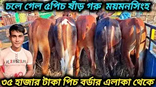 ১০/১২/২৫/ ডিরেক্ট বর্ডার এলাকা থেকে ৩৫ হাজার টাকা পিছ ষাঁড় বাছুর গরু কিনলেন ময়মনসিংহ এর খামারি #cow