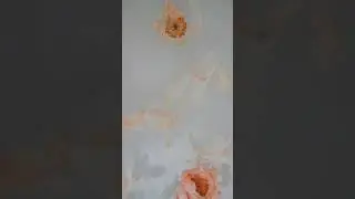 🌸 4K Serenity: Petals Floating on Water | Nature's Tranquil Ballet 🌊🌸
