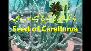 Seed of Caralluma tuberculata/چونگ سبزی میں تخم بننے کا عمل