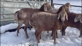 #arashan#goat#arashanuz#qirgizston#ташкент#бишкек#bishkek#ora&ccedil;&atilde;o#original#new#newvideo#reels#rek #ai