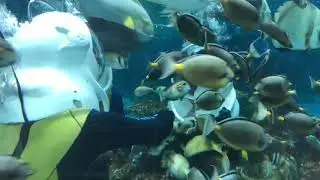 Scuba Diving experience at Ocean Park Manila wth my fiance