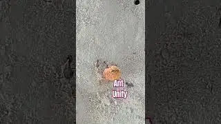 Ant || Hard work || Ant unity ||  A lesson teach us a small creature ||