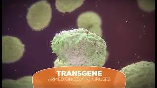 Mechanism's action of oncolytic viruses