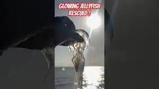 Saving a Glowing Jellyfish: A Shimmering Rescue #shorts #jellyfish #fishing