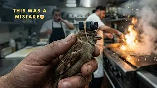 A Bird Flew Into a Restaurant Kitchen&hellip; Then Everything Went Wrong (POV)