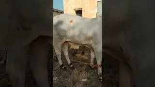 Best Quality Ongole Bulls || Kodada bulls market || Ongole bulls