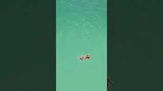 #baby #duck #sea #swimming #nature #asmr #babyduck #cute