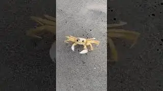 👻🦀 Cute Ghost Crab #florida