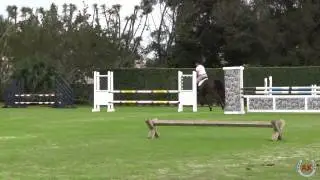 Polo pony exercise