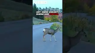 Why Deer Freeze in Headlights and Stop in Traffic #animals #wildlife #animalfacts #shorts