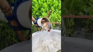 İnteresting Fishing Technique | PVC Pipe fish trap  #fishing