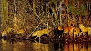 The American Dingo: Carolina Dogs~ History from Home