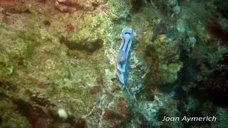 chromodoris lochi by Joan Aymerich