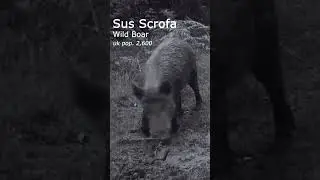 2,600 Wild Boar in Britain #shorts #nature #wildlife #documentary #ecology #biology