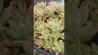 Sedum crep&uacute;sculo|plante s&oacute; uma vez e colha sempre #facilcultivo