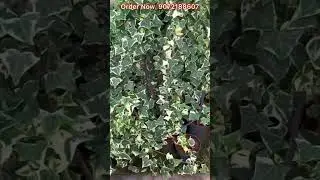 Varigated  English  ivy