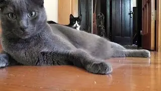 The Cat Days Of Our Lives - Episode 3