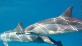 Dol-Fin monofin - swim like a dolphin