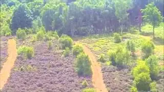 Budby summer drone.