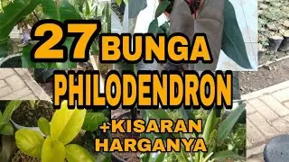 27 JENIS BUNGA PHILODENDRON DAN KISARAN HARGANYA II HARGA PHILO II HARGA PHILODENDRON