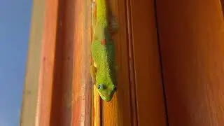 Friendly Gecko
