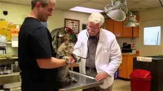Animal Medical Center of Redlands - Short |  Redlands, CA