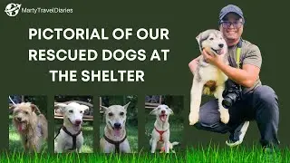 Photoshoot of our Rescued dogs At the shelter | Survivor of dog meat trade