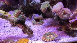 15 Gallon Fluval Flex (UPDATE!! NEW EQUIPMENT+CORALS+FISH) 3/18/21