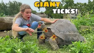 BLOOD SUCKING TICKS FOUND CRAWLING ON MY TORTOISES!