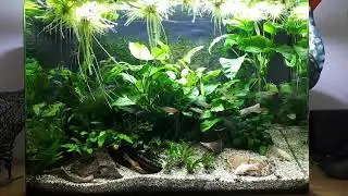 Aqua nano 100 litre