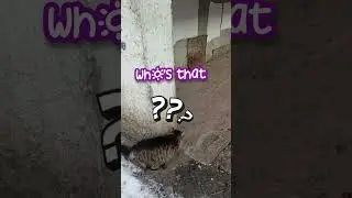 No No💢Bird eating my food😼Ругаться😤 #cat #shorts #shortvideo #cute #fyp #catlovers #fypシ